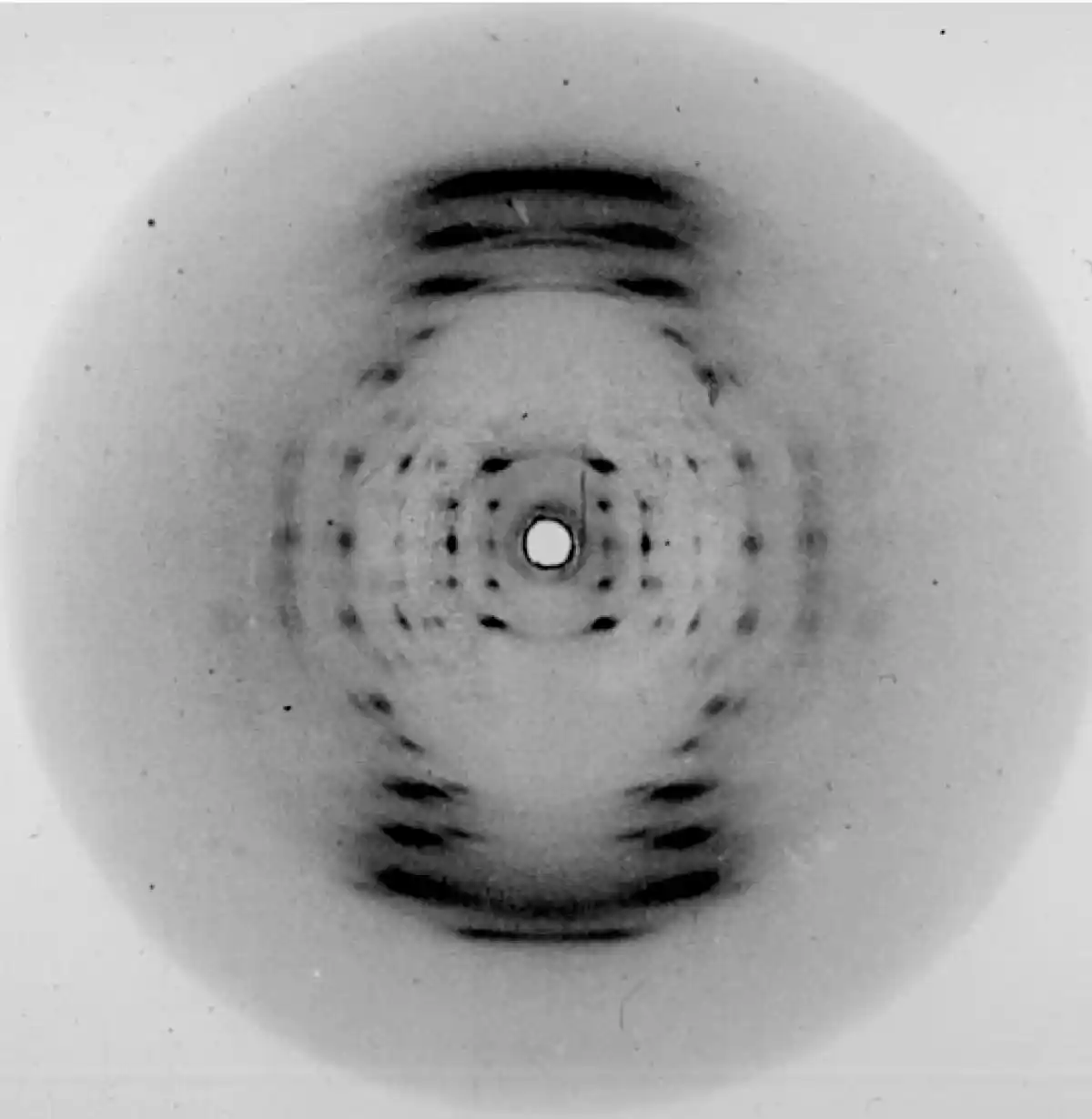 The infamous Photo 51 that Franklin took shows an X, which depicts the structure from the top of a DNA sample