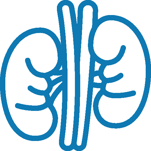 Kidneys icon