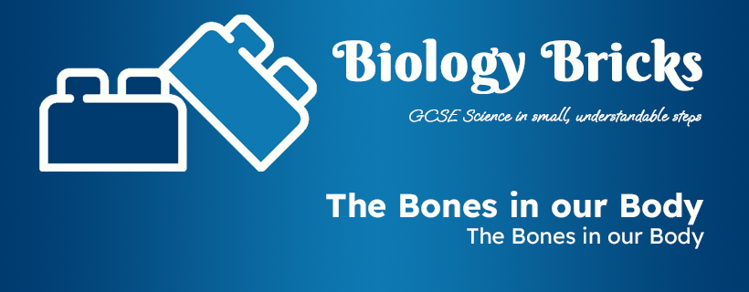 The Bones In Our Body An In Depth Look At The Different Bones In Our