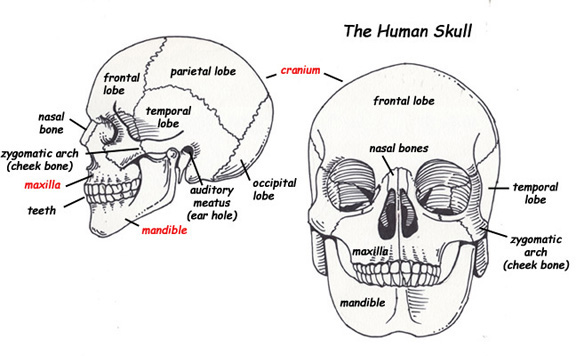 our-skeleton-is-a-finickity-thing-it-needs-nutrients-to-keep-it-strong