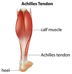 The Achilles tendon connecting to the bone at the back of the foot