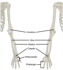 image of the arm bones