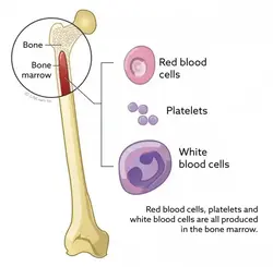 image of red bone marrow showing what cells it creates.