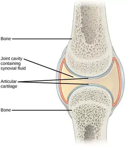 image showing two bones separated by cartilage