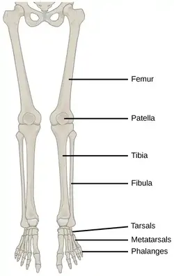 image of the leg bones