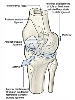 image of the makeup of ligaments