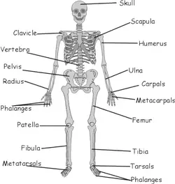 image of a skeleton