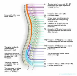 image of the spine showing its different pieces