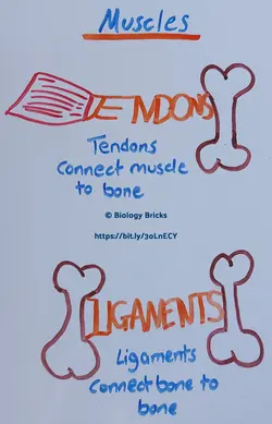 how tendons and ligaments attach to bones