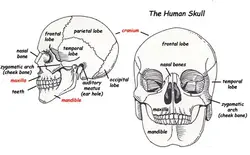 image showing details of the skull