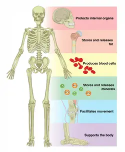 a picture telling us what a skeleton does