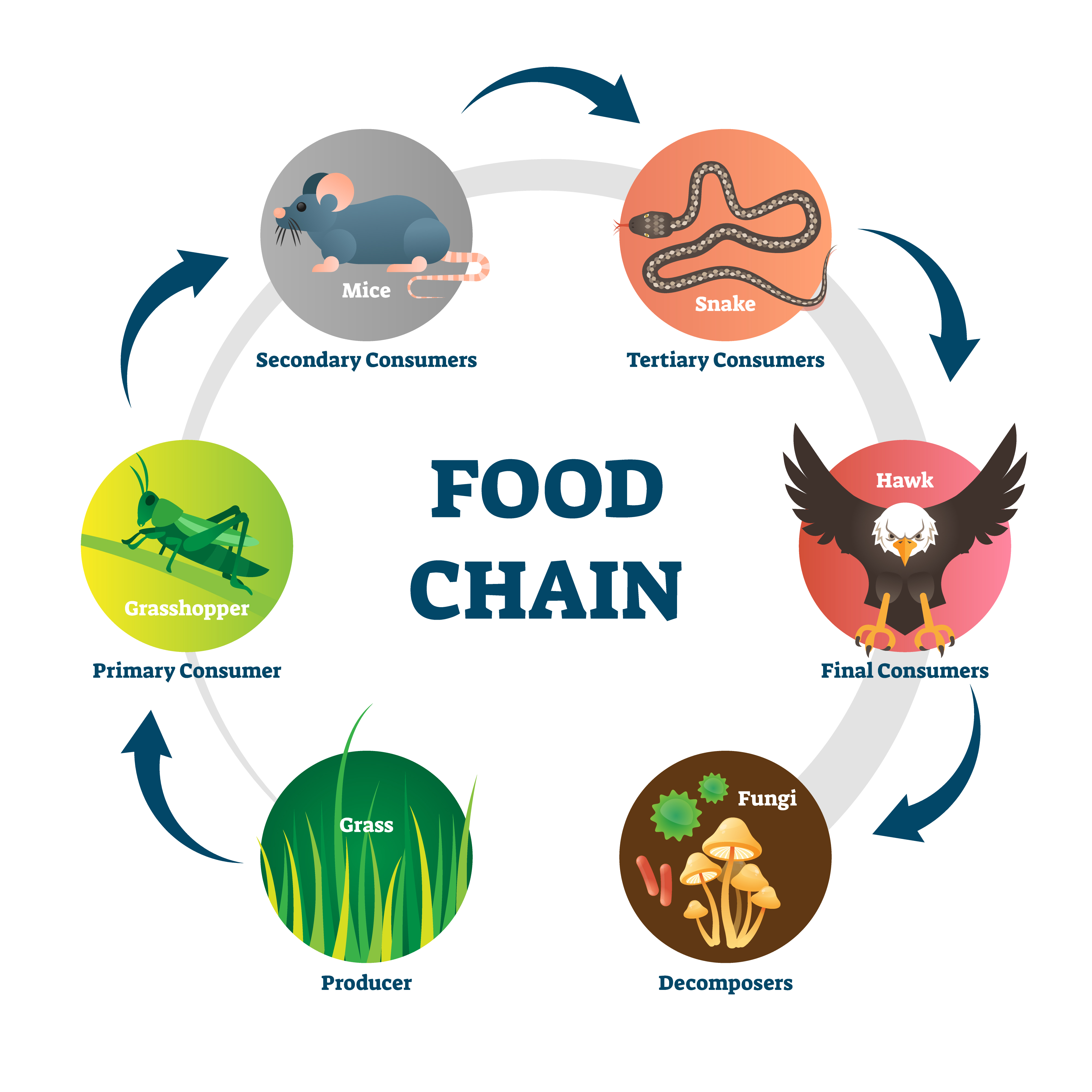 A typical food chain in the modern day world.