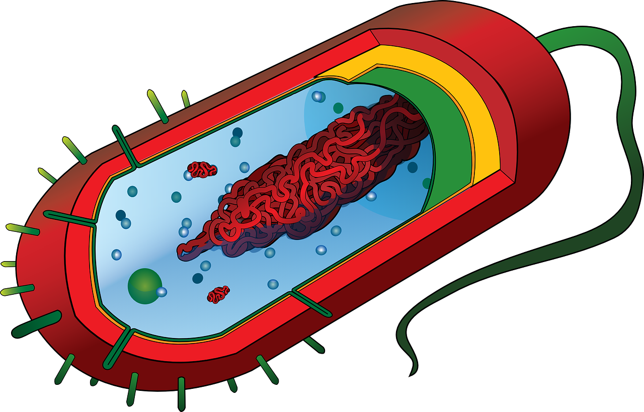 A simple bacteria cell that we know about today.