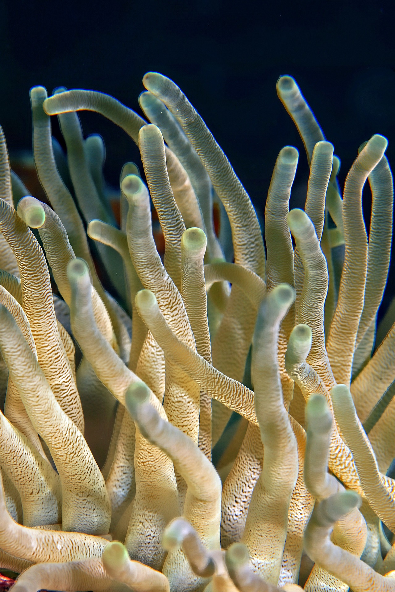 Coral are distant relatives of the type of creatures that were about at this time.