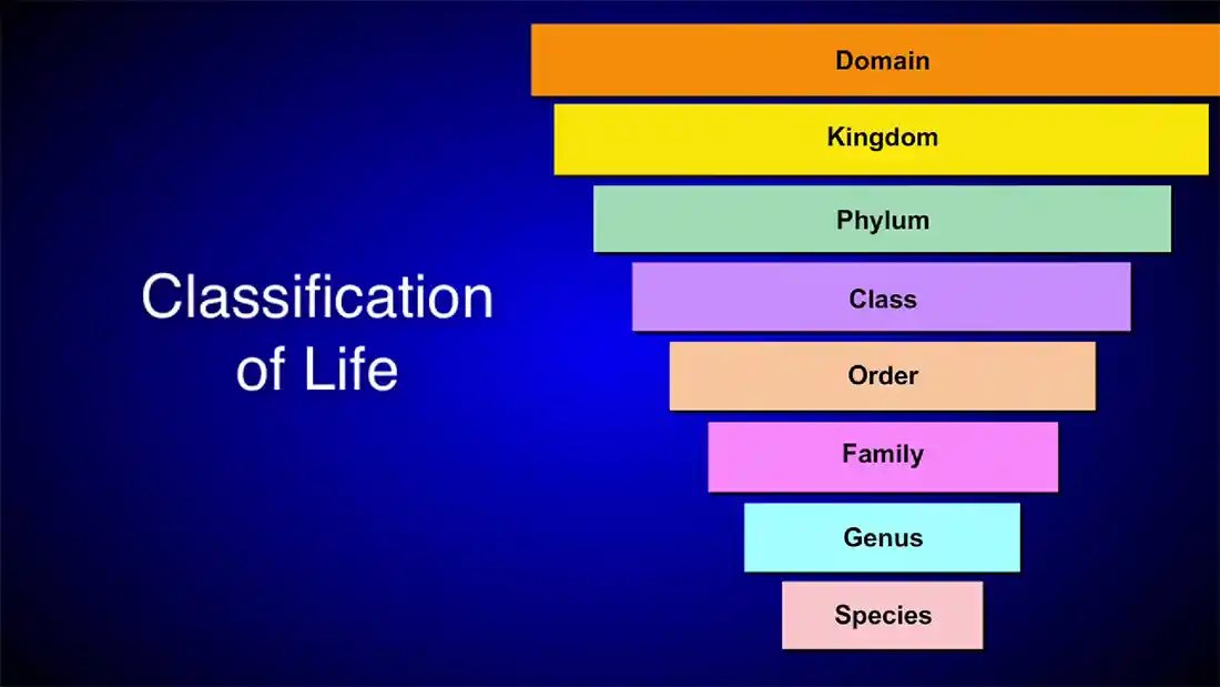 Watch this video from Ricochet Science on YouTube