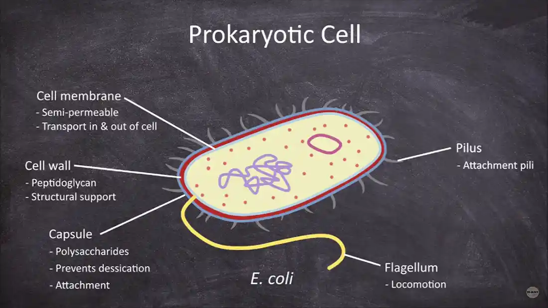 Watch this video from sCi-ology on YouTube