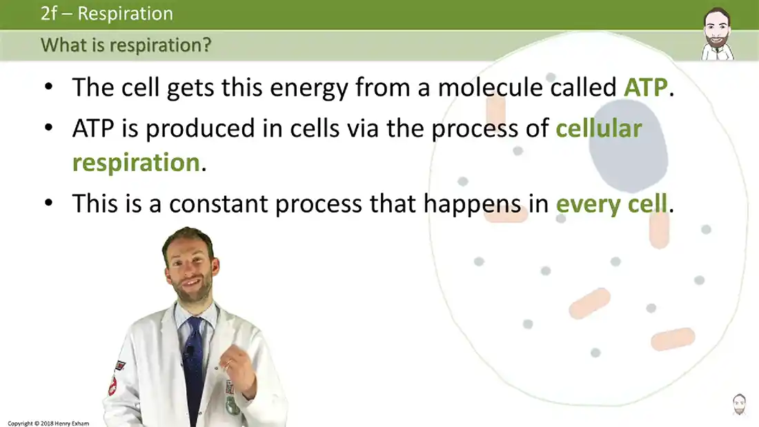 Watch this video from Mr Exham Biology on YouTube