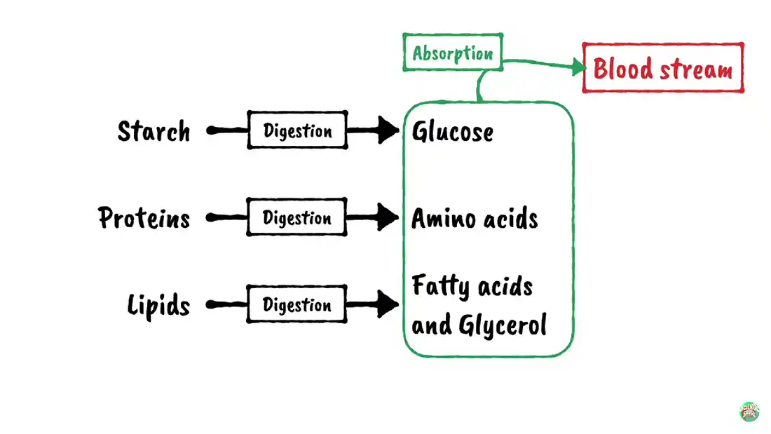 Watch this video from Science Sauce on YouTube