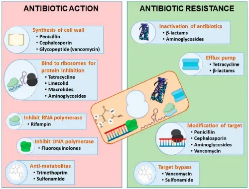 Antibiotic actions