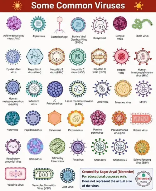 Common viruses