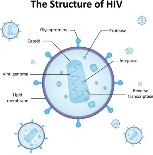 HIV structure