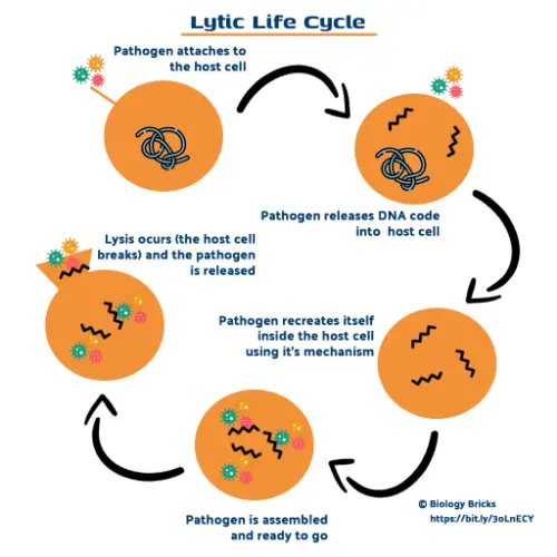 The lytic cycle of a pathogen