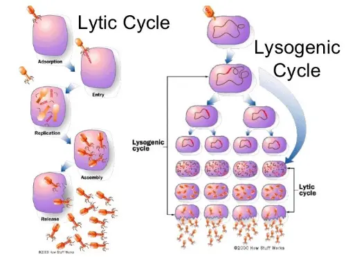 Lytic and Lysogenic life cycles