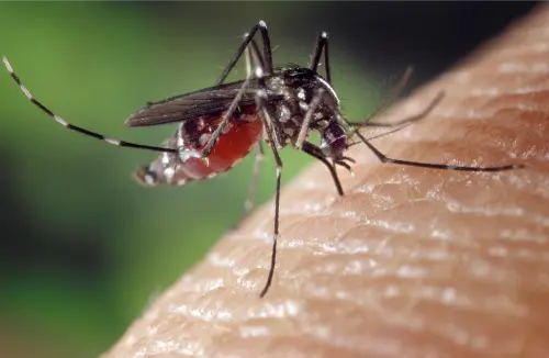 Mosquitos transfer malaria to humans