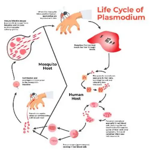 Plasmodium life cycle