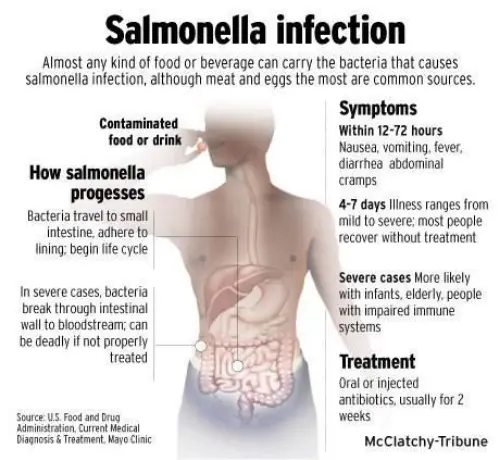 The salmonella infection