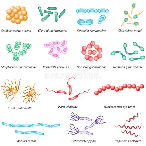 Types of bacteria