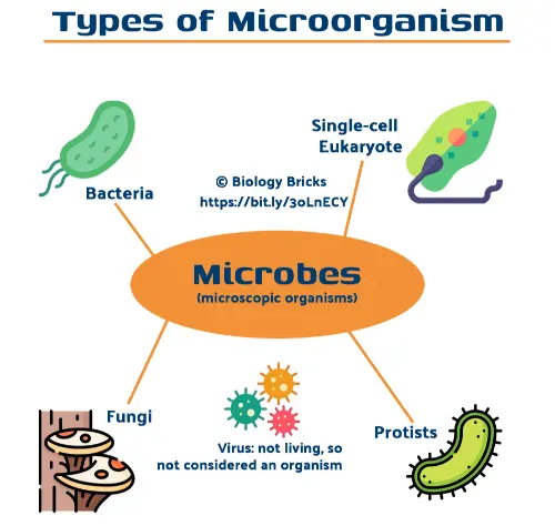 Types of microorganism