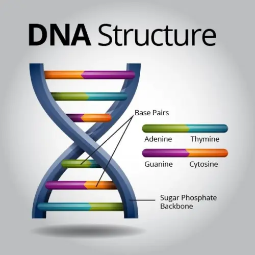 DNA structure