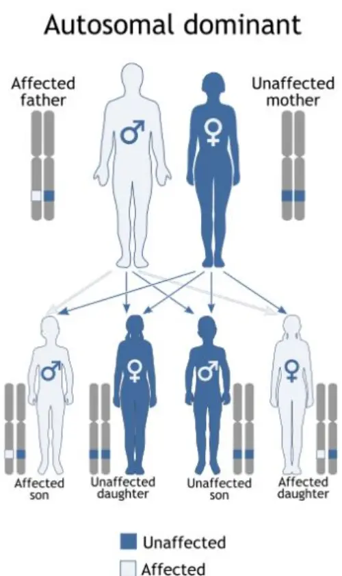 Autosomal inheritance