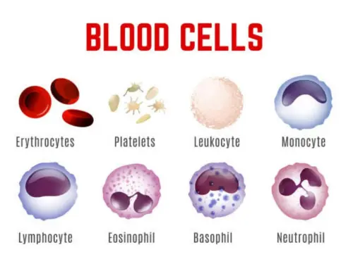 Blood cells