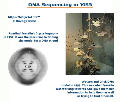 DNA sequencing