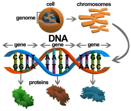 Genes