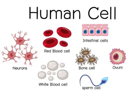 Types of human cells