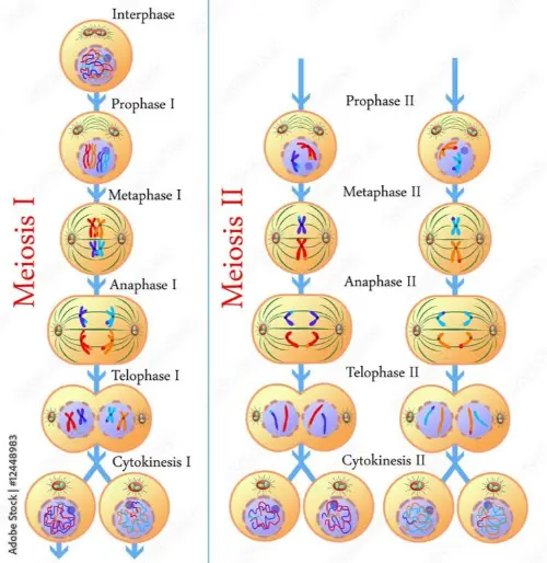 The process of meiosis