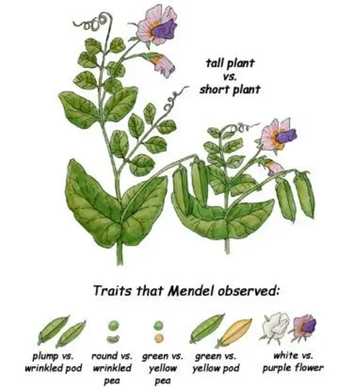 Mendel's theories