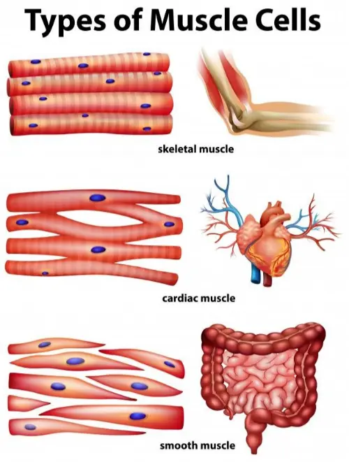 Muscle cells