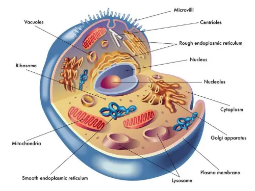 Animal cell organelles