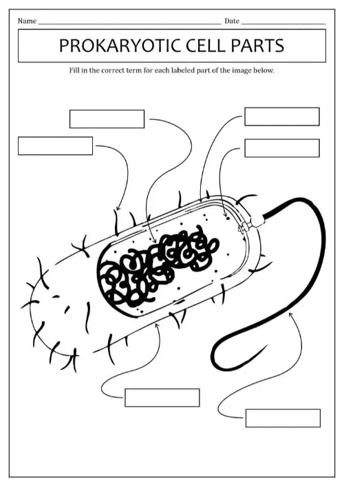 Prokaryote unlablled