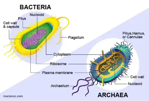 The difference between archaea and bacteria
