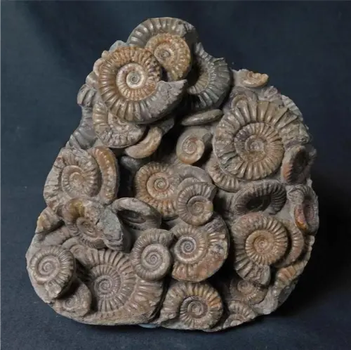 Ammonite, a common type of fossil