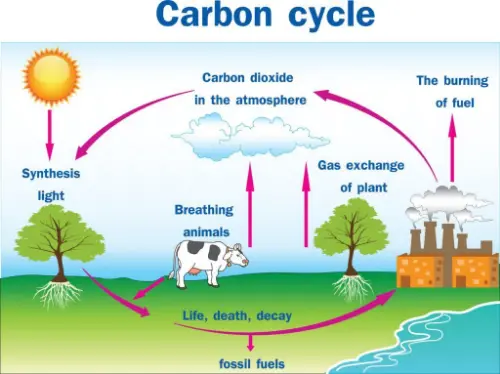 A basic carbon cycle