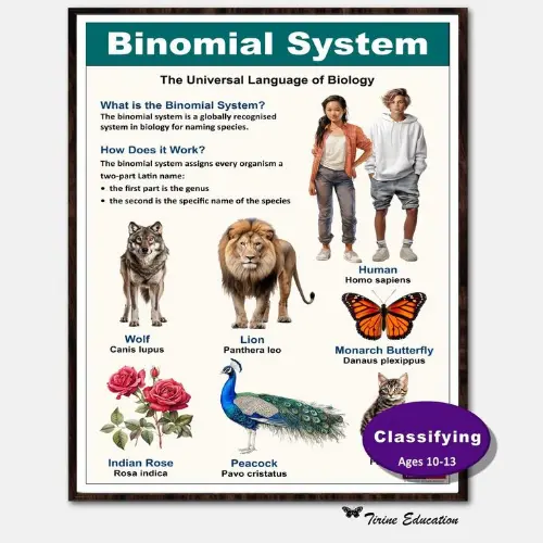 The binomial system