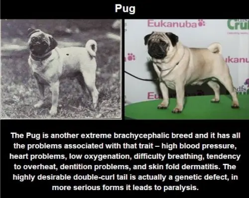 The pug, a common dog known for it's changed characteristics