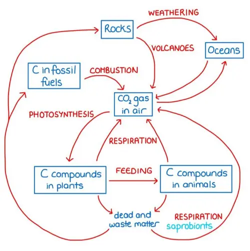 Diagram showing the carbon cycle