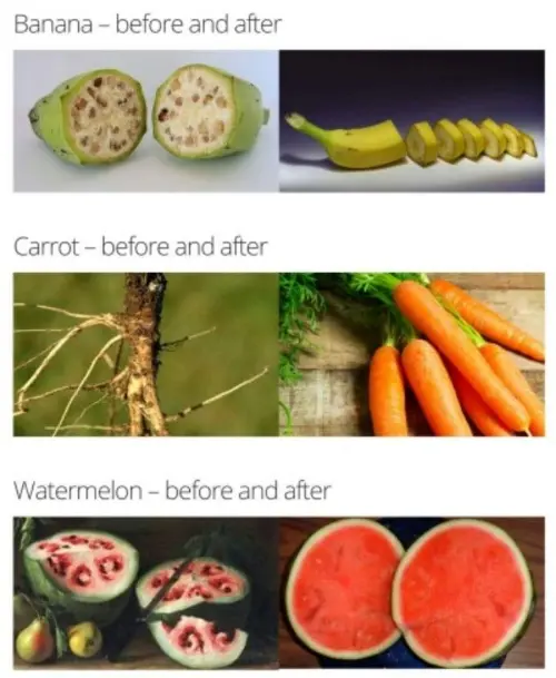 Changes made over generations of plants